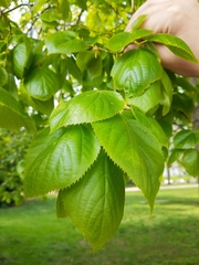 Tilia platyphyllos