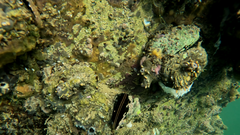 Choromytilus meridionalis