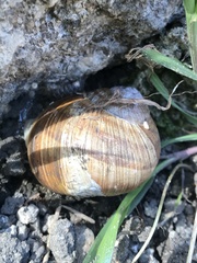 Helix pomatia