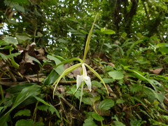 Epidendrum macroophorum