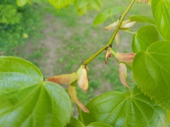 Tilia platyphyllos