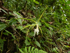 Epidendrum macroophorum