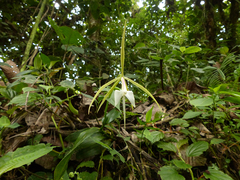 Epidendrum macroophorum