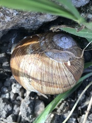 Helix pomatia