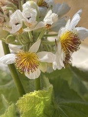 Sparrmannia