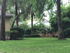 Odocoileus virginianus hiltonensis