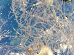 Gelidium abbottiorum