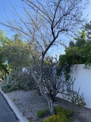 Eysenhardtia orthocarpa