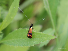 Nemophora fasciella