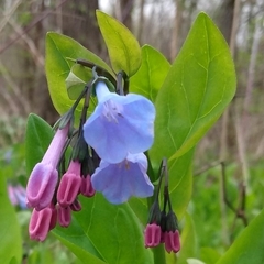 Mertensia virginica