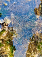 Gelidium abbottiorum