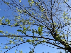 Eysenhardtia orthocarpa