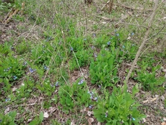 Mertensia virginica