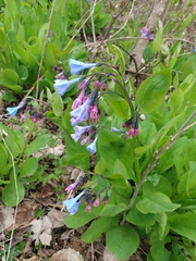 Mertensia virginica