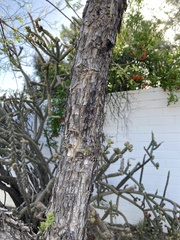 Eysenhardtia orthocarpa