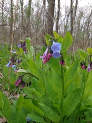 Mertensia virginica