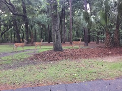 Odocoileus virginianus hiltonensis