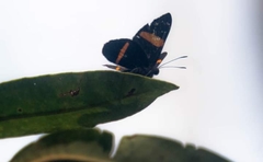 Panara soana