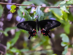Papilio polytes stichius