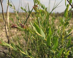 Lobostemon laevigatus