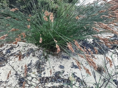 Restionaceae