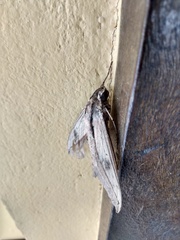 Xylophanes anubus