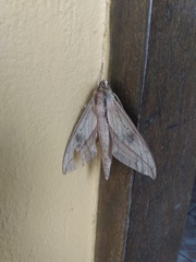 Xylophanes anubus