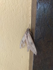 Xylophanes anubus
