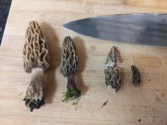 Morchellaceae