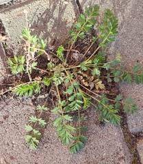 Potentilla paradoxa