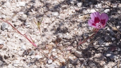 Clarkia speciosa