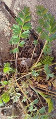 Potentilla paradoxa