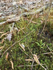 Polytrichastrum ohioense