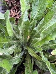 Hypochaeris radicata