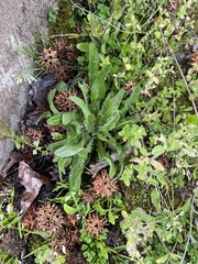 Hypochaeris radicata