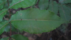 Zanthoxylum decaryi
