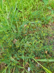 Euphorbia