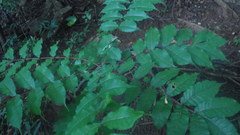 Zanthoxylum decaryi