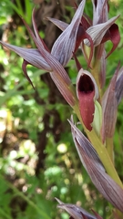 Serapias strictiflora