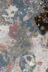 Bifurcariopsis capensis