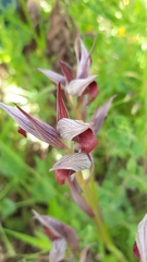 Serapias strictiflora