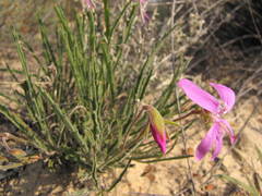 Pelargonium coronopifolium