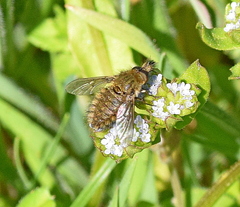 Conophorus virescens