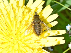 Conophorus virescens