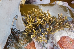 Bifurcariopsis capensis