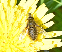 Conophorus virescens