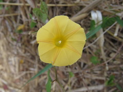 Ipomoea microsepala
