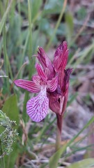 Anacamptis papilionacea alibertis