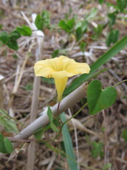 Ipomoea microsepala
