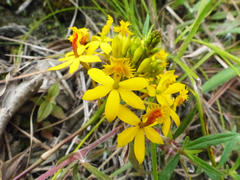 Epidendrum melinanthum